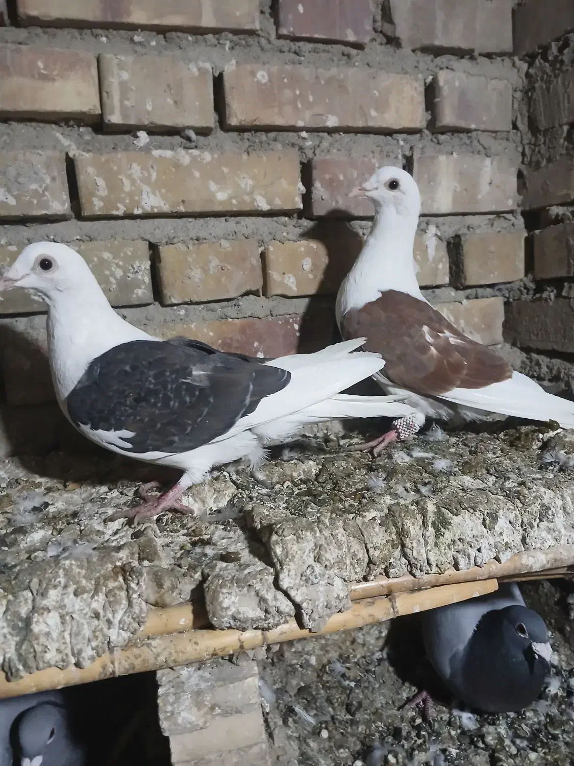 سه تا کبوترناجلد|پرنده|گنبد کاووس, |دیوار