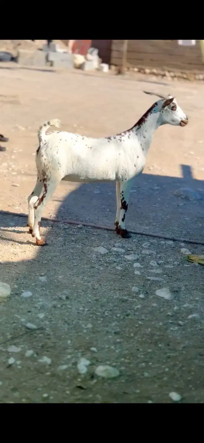 بز داشت|حیوانات مزرعه|جم, |دیوار