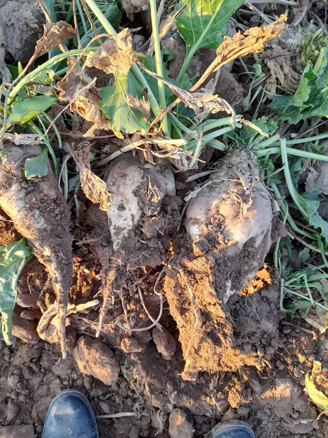 چغندر قندی|عمدهفروشی|عطاملک, |دیوار