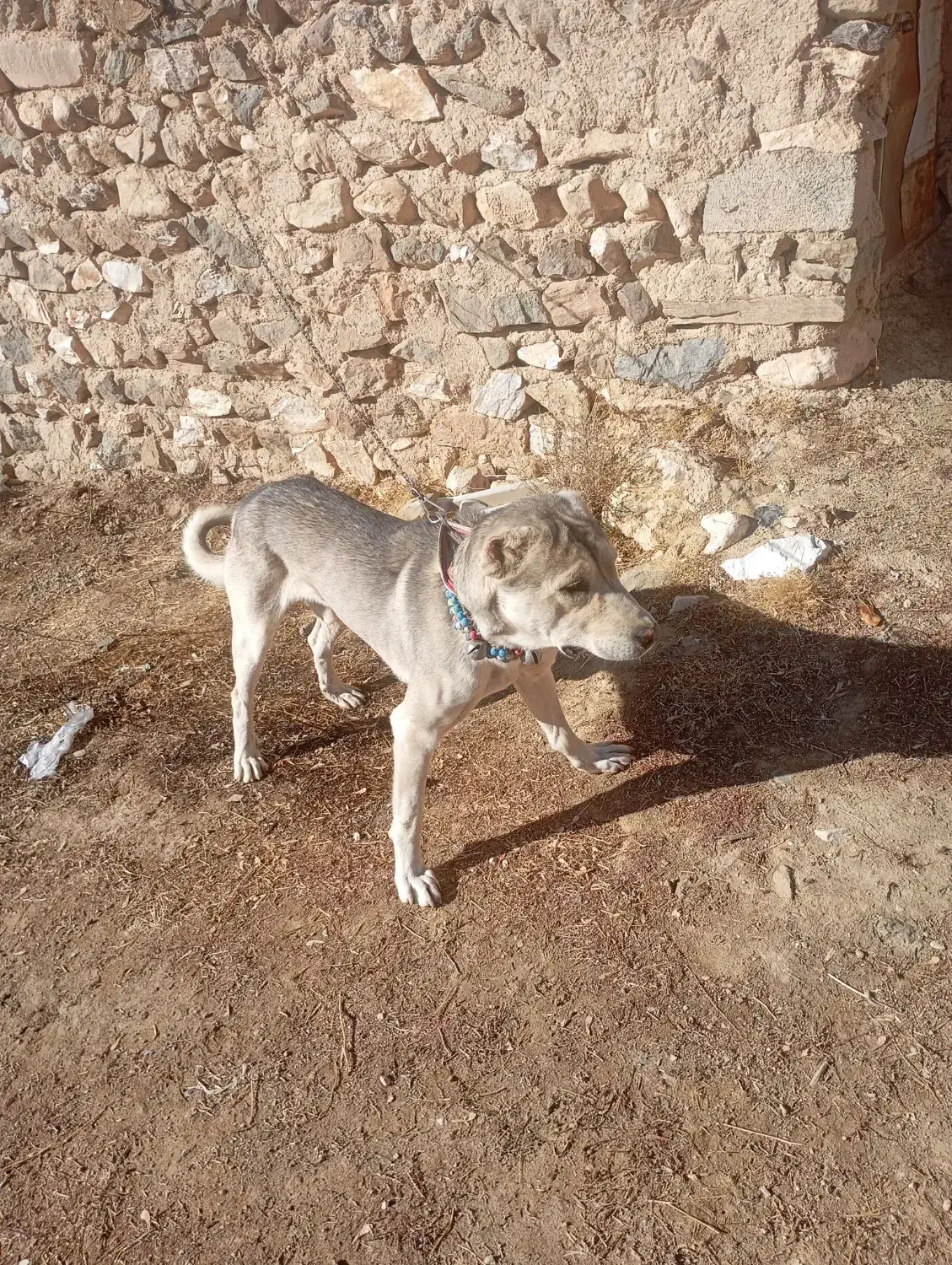 سگ سرابی|سگ|دیواندره, |دیوار