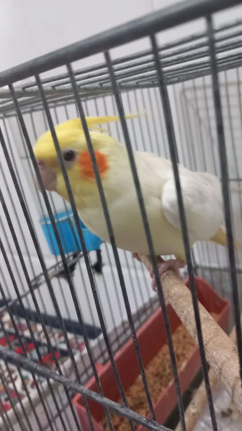 عروس هلندی سخنگو|پرنده|قنوات, |دیوار