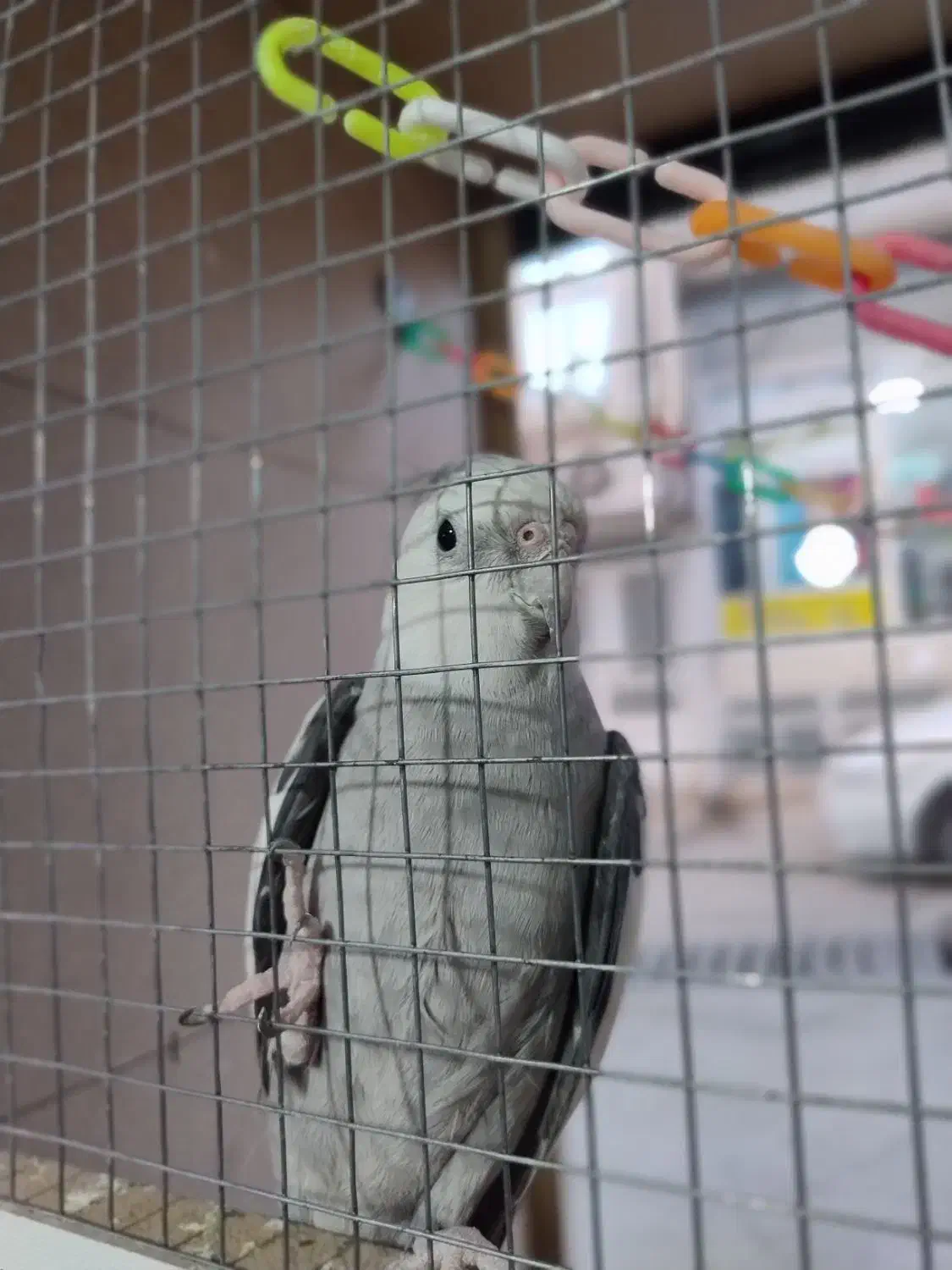 عروس هلندی وایت فیس|پرنده|بوکان, |دیوار