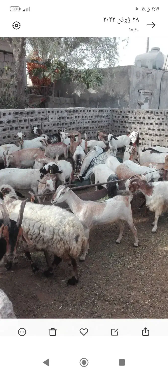 کهره و بره موجود|حیوانات مزرعه|قشم, |دیوار