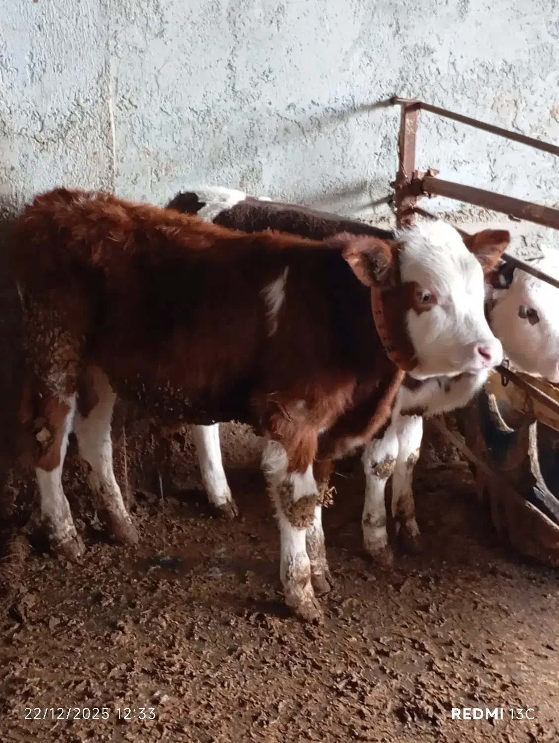 تهیه انواع گوساله|حیوانات مزرعه|اصفهان, سرشبادران|دیوار