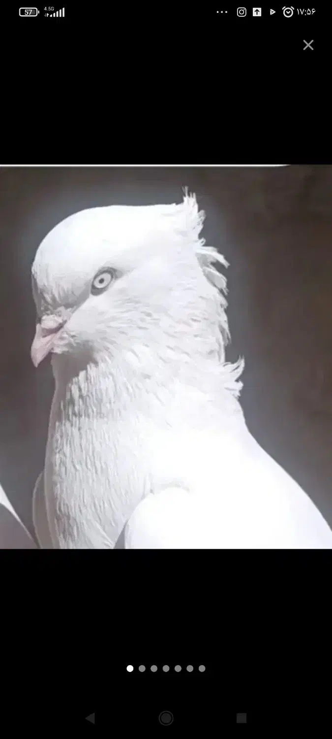 سفید|حیوانات|شوش, |دیوار