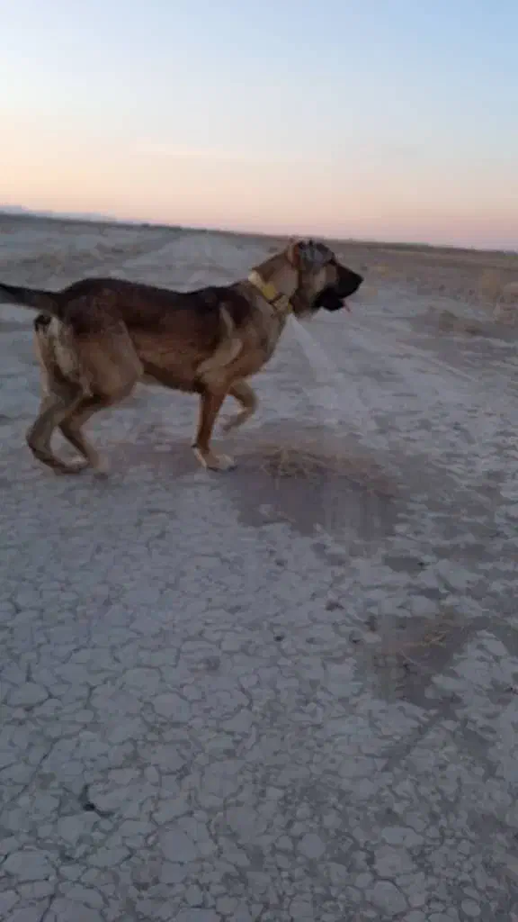 سگ سرابی|سگ|گلستان (تهران), |دیوار