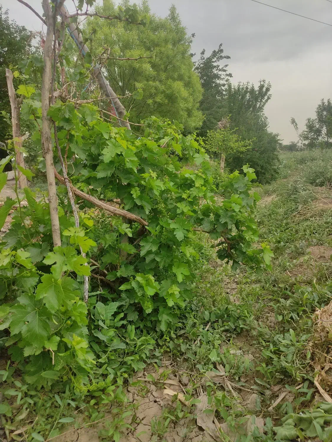 باغچه  اسلامشهر|فروش زمین و ملک کلنگی|اسلام‌شهر, کاشانک|دیوار