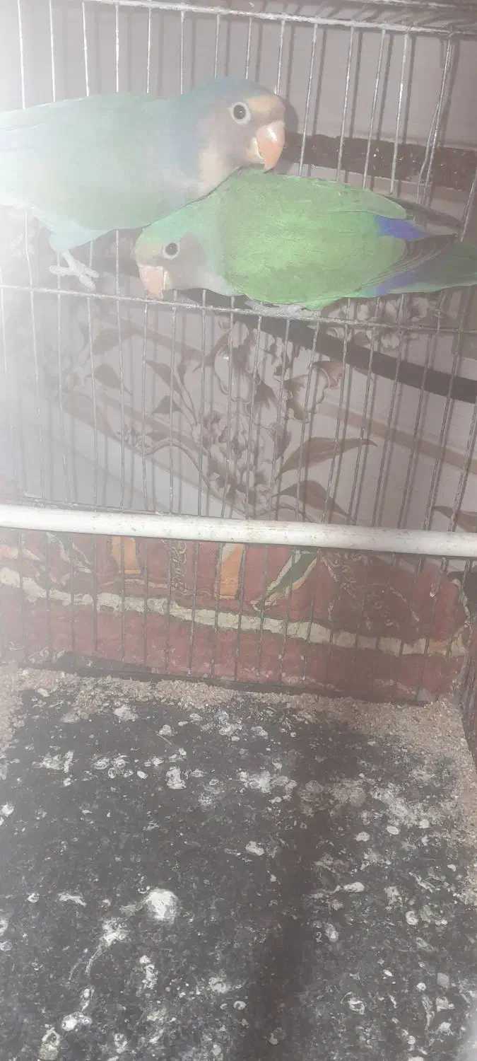 یک جفت کوتوله برزیلی|پرنده|سلامی, |دیوار