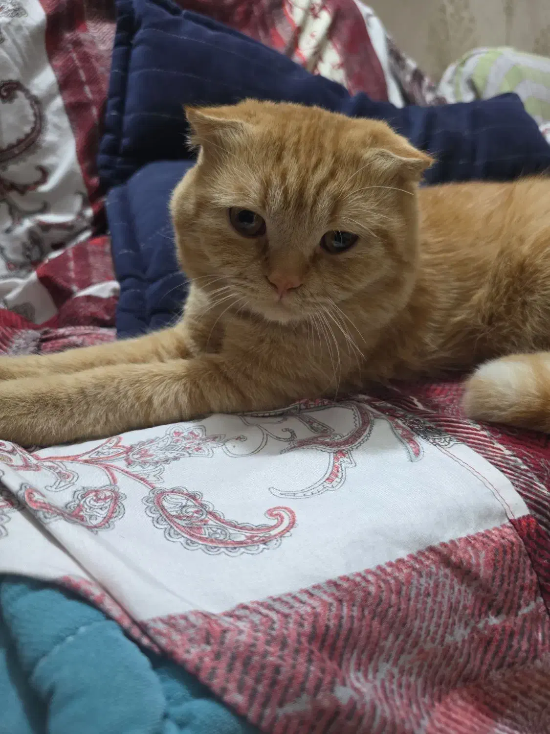 گربه نر جهت جفت گیری|گربه|یزد, |دیوار