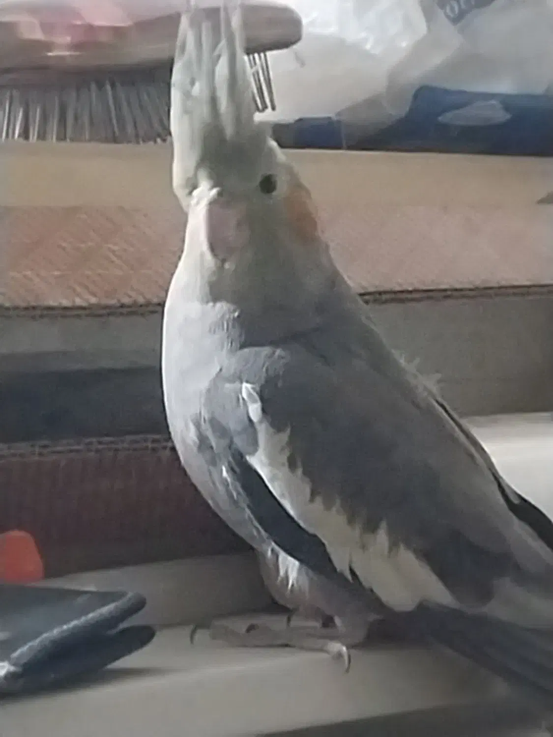 عروس هلندی|پرنده|شاهین‌شهر, گزبرخوار|دیوار