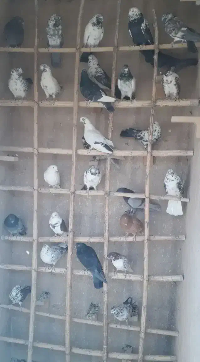 کفتر کاشونی گرو‌|پرنده|خمینی‌شهر, |دیوار