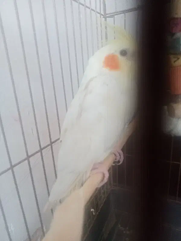 عروس هلندی لوتینو|پرنده|پاکدشت, پاکدشت (مامازند)|دیوار