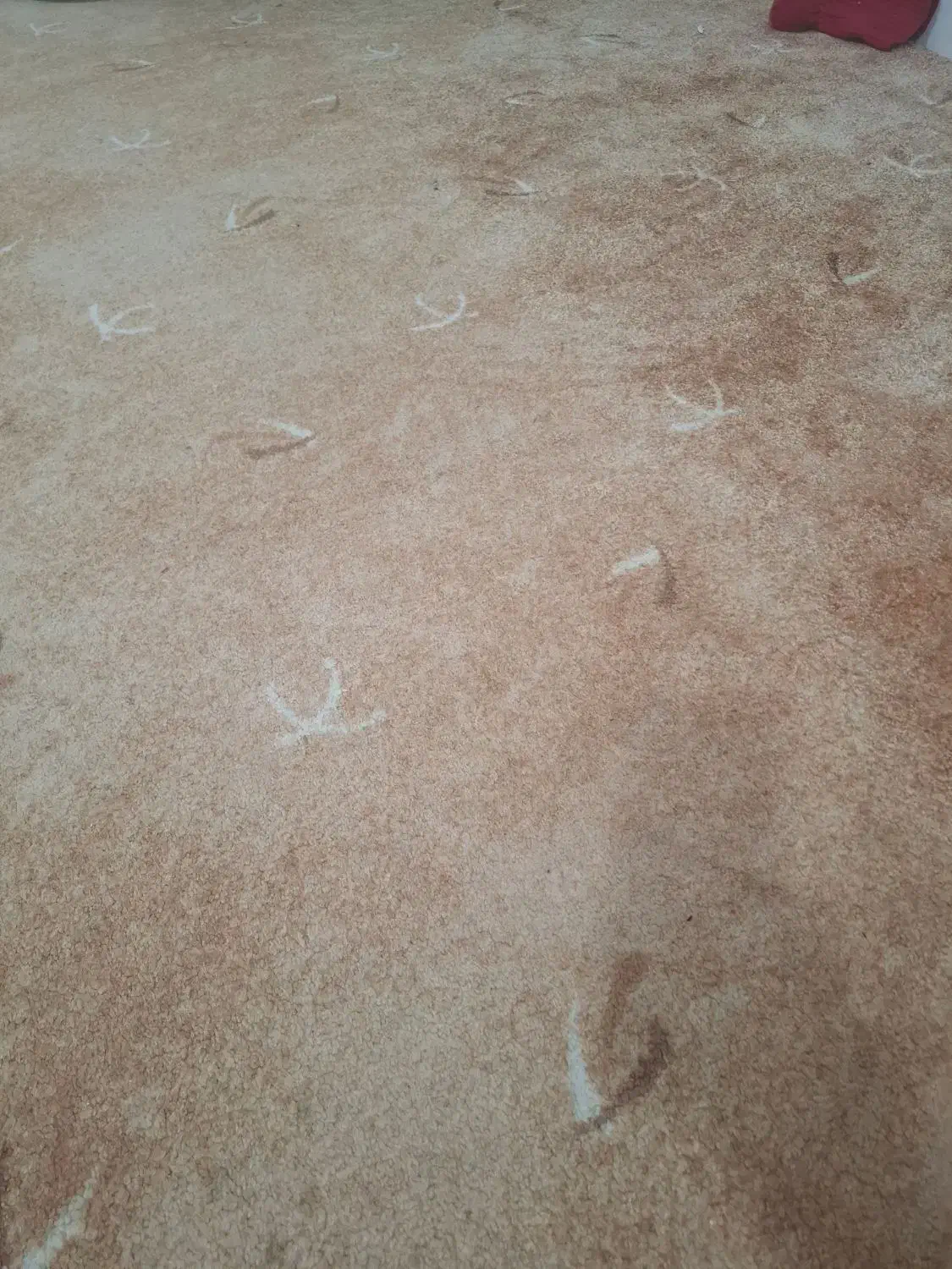 14متر موکت پالاز پرز بلند|موکت|زاهدان, |دیوار