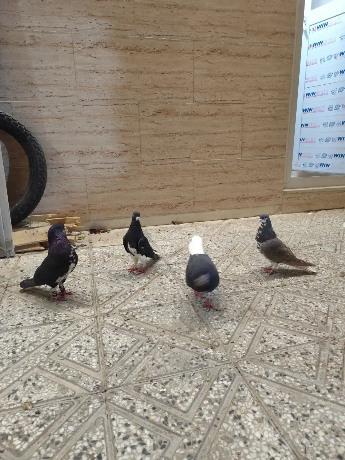کفتر|پرنده|شیراز, ده پیاله|دیوار