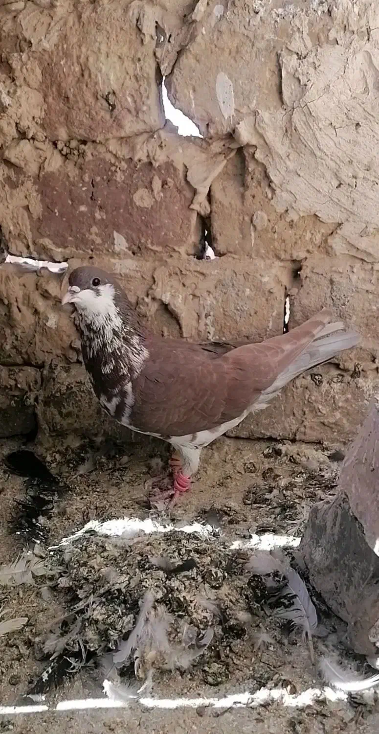 کفتر|پرنده|تربتحیدریه, پائین ولایت|دیوار