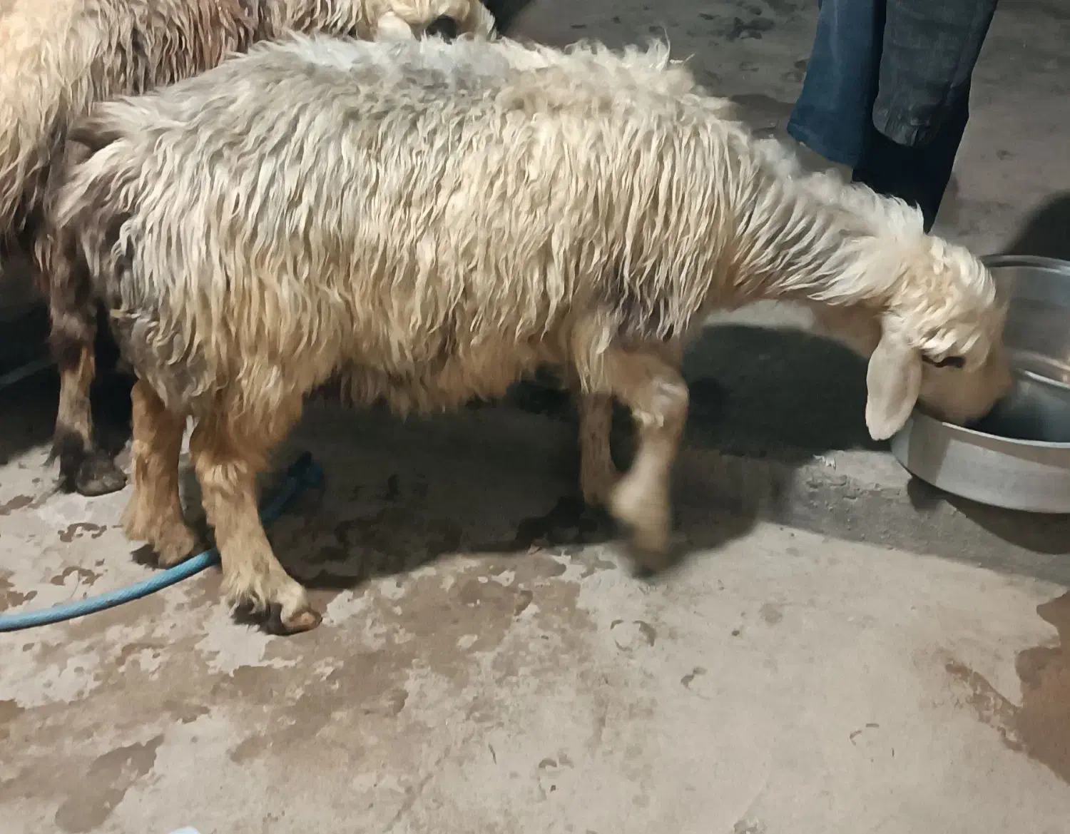 میش چاق کشتاری|حیوانات مزرعه|شوشتر, |دیوار