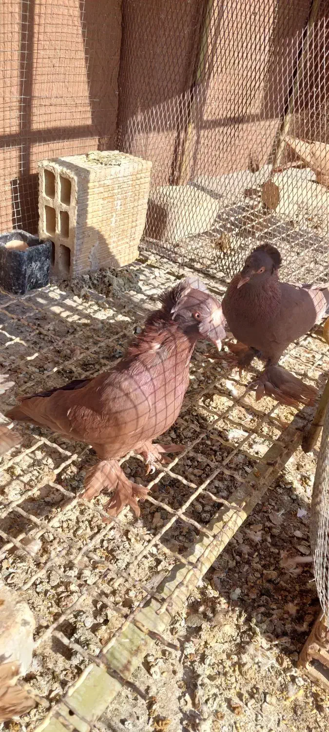 کبوتر راعبی|پرنده|برخوار, |دیوار