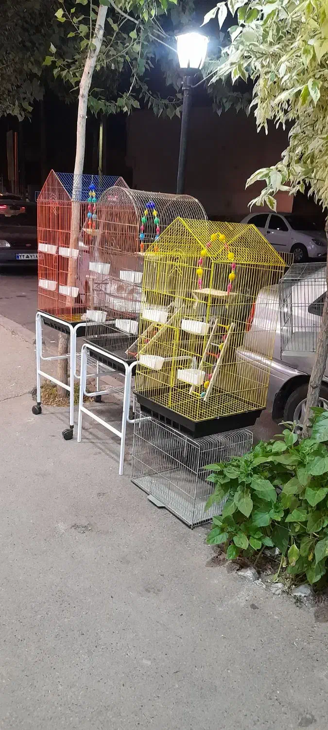 پرنده سرای طوطیاهشتگرد|پرنده|هشتگرد, مدرس|دیوار