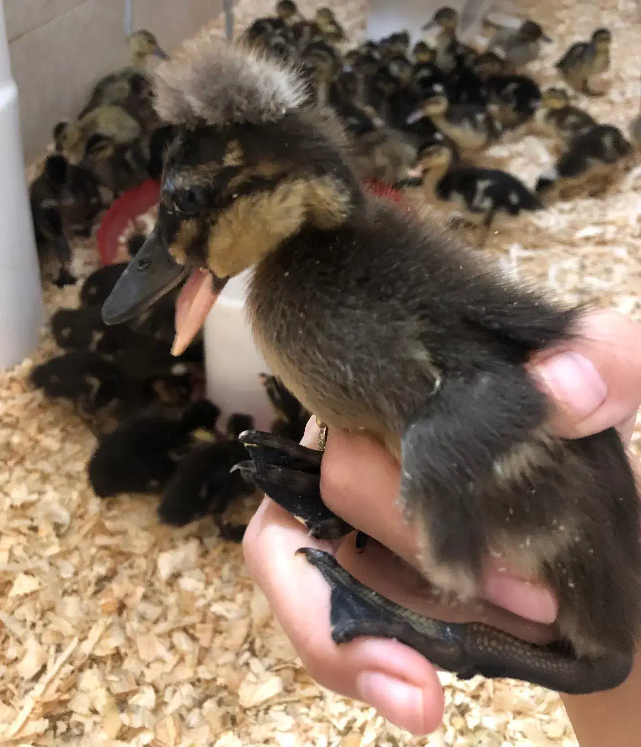 جوجه اردک کاکلی اردک محلی  یکماهه و دوماهه|حیوانات مزرعه|چالوس, |دیوار