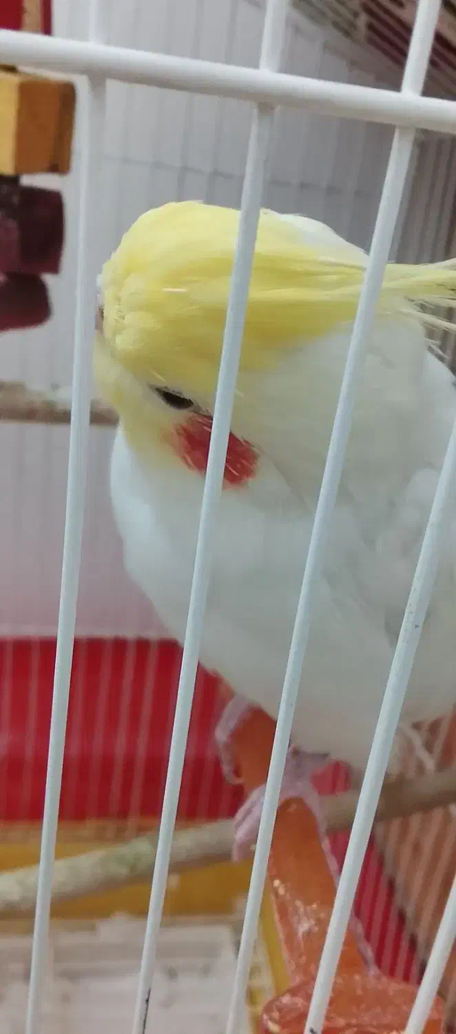 عروس هلندی نر فوری|پرنده|پیشوا, |دیوار