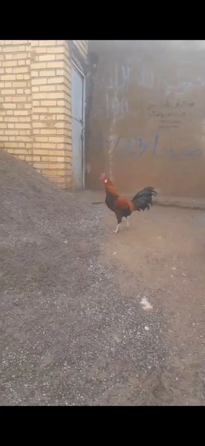 فروش یک عدد خروس دورگه و یک عدد مرغ دورگه|حیوانات مزرعه|کرانی, |دیوار
