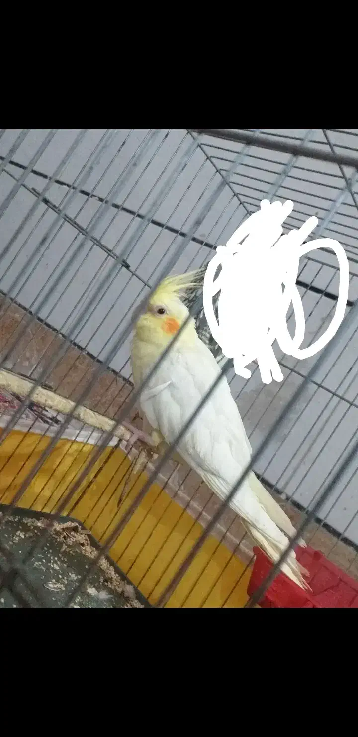 طوطی عروس گمشده|پرنده|بهبهان, |دیوار