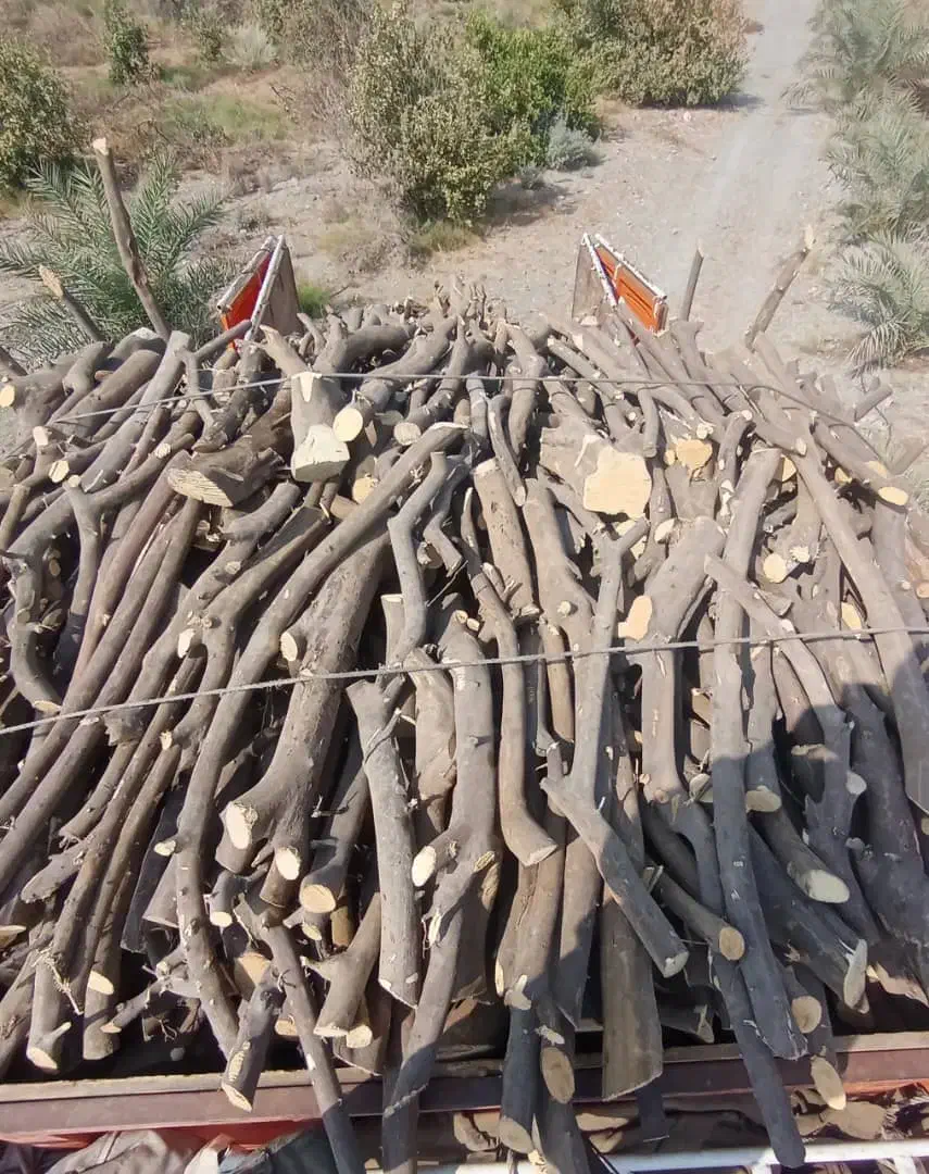 خرید باغ چوب پرتغال لیمو لیموشیرین انار کالیپتوس|خدمات باغبانی و درختکاری|کهنوج, |دیوار