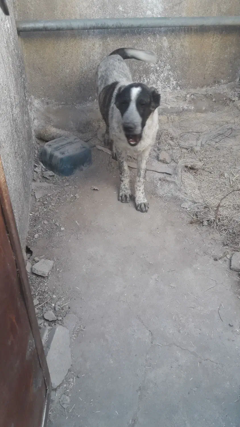 توله سگ قدرجونی چهار ماه|سگ|سردرود, |دیوار