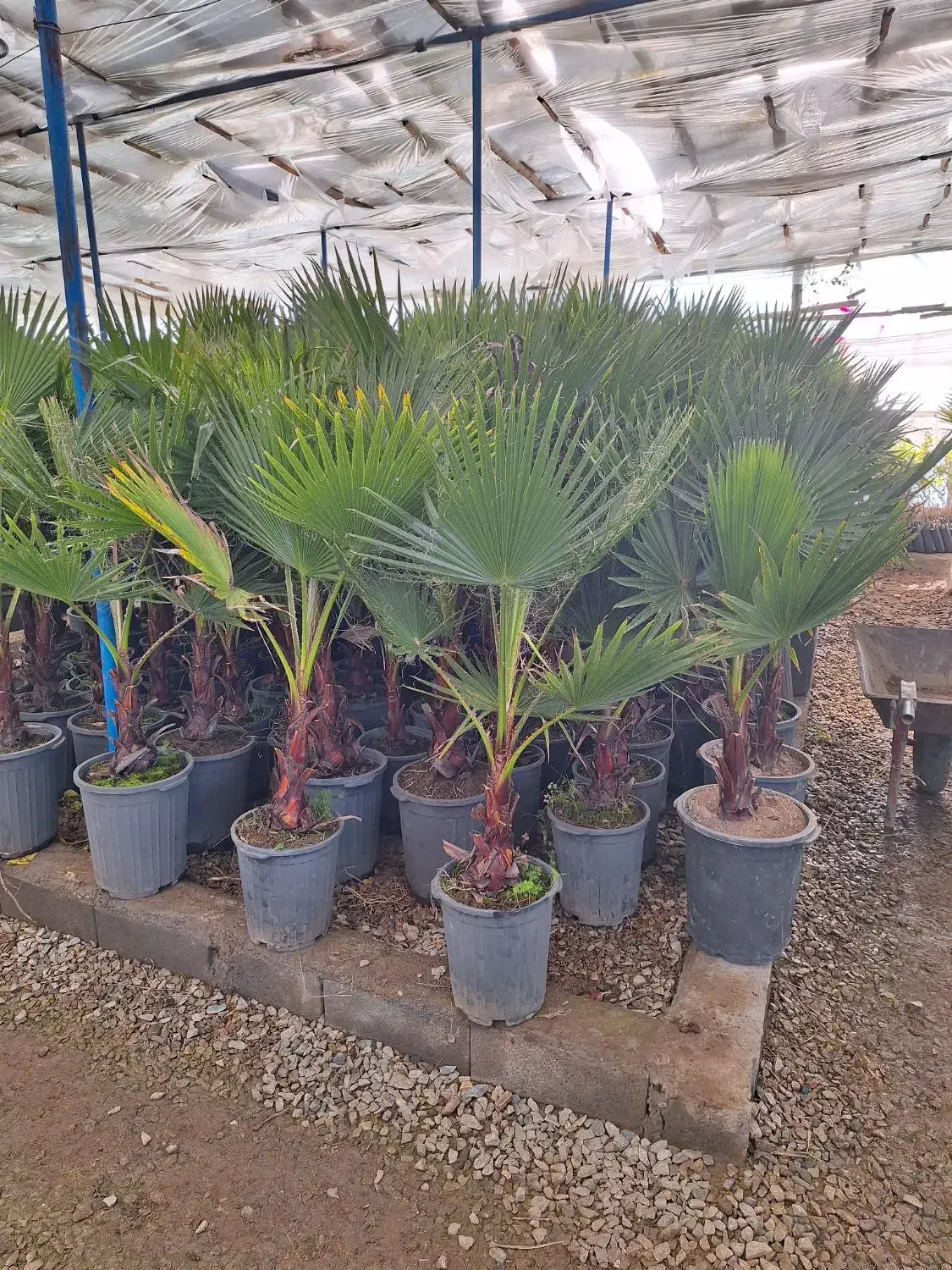 پالم تنه قرمز واشنگتن|خدمات باغبانی و درختکاری|لنجان, |دیوار