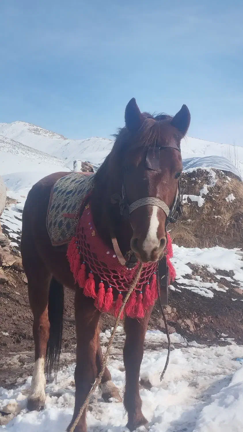 اسب فروشی|اسب و تجهیزات اسب‌سواری|شاهین دژ, |دیوار