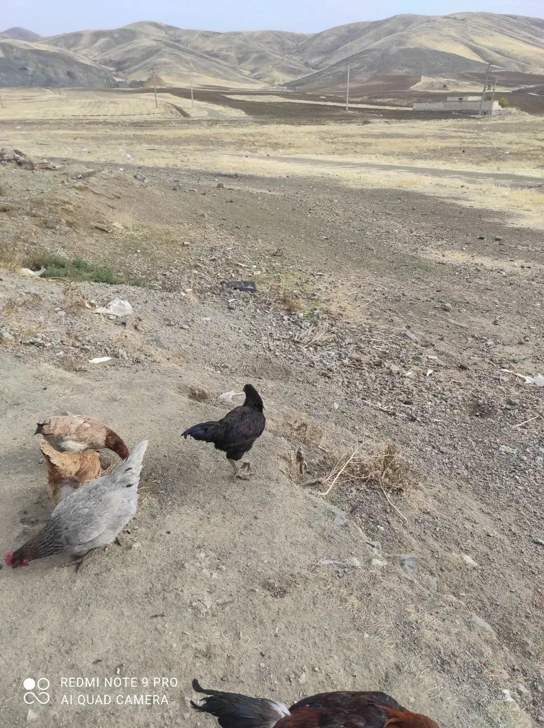 خروس|حیوانات مزرعه|کامیاران, |دیوار