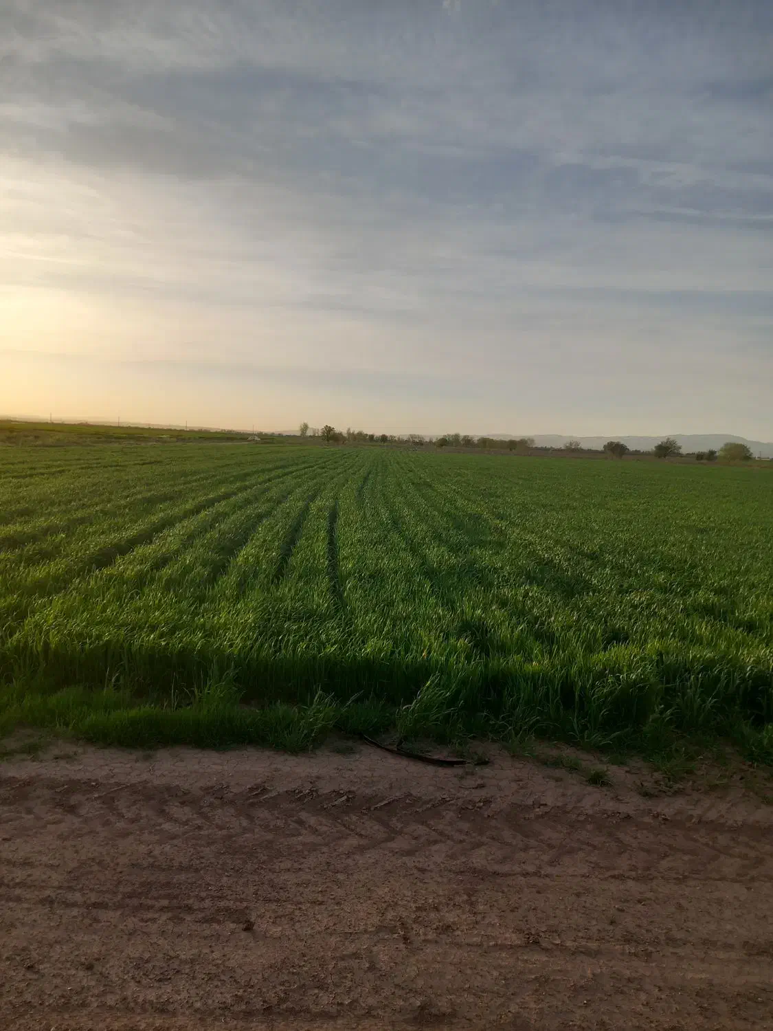 زمین کشاورزی|فروش زمین و ملک کلنگی|دشتابی, |دیوار