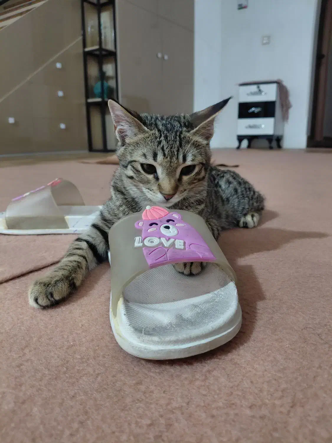 گربه|گربه|ایوانکی, |دیوار