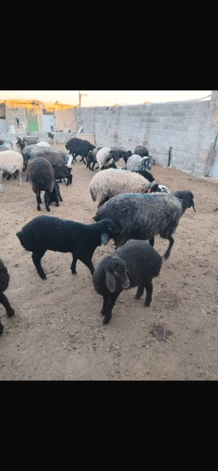 میش وبره|حیوانات مزرعه|قزوین, |دیوار