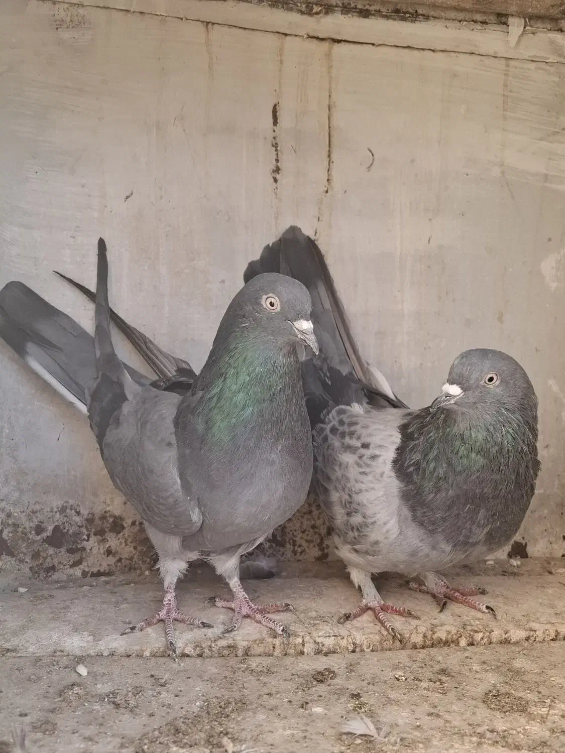 نر و ماده دوده ای|پرنده|شهرکرد, |دیوار