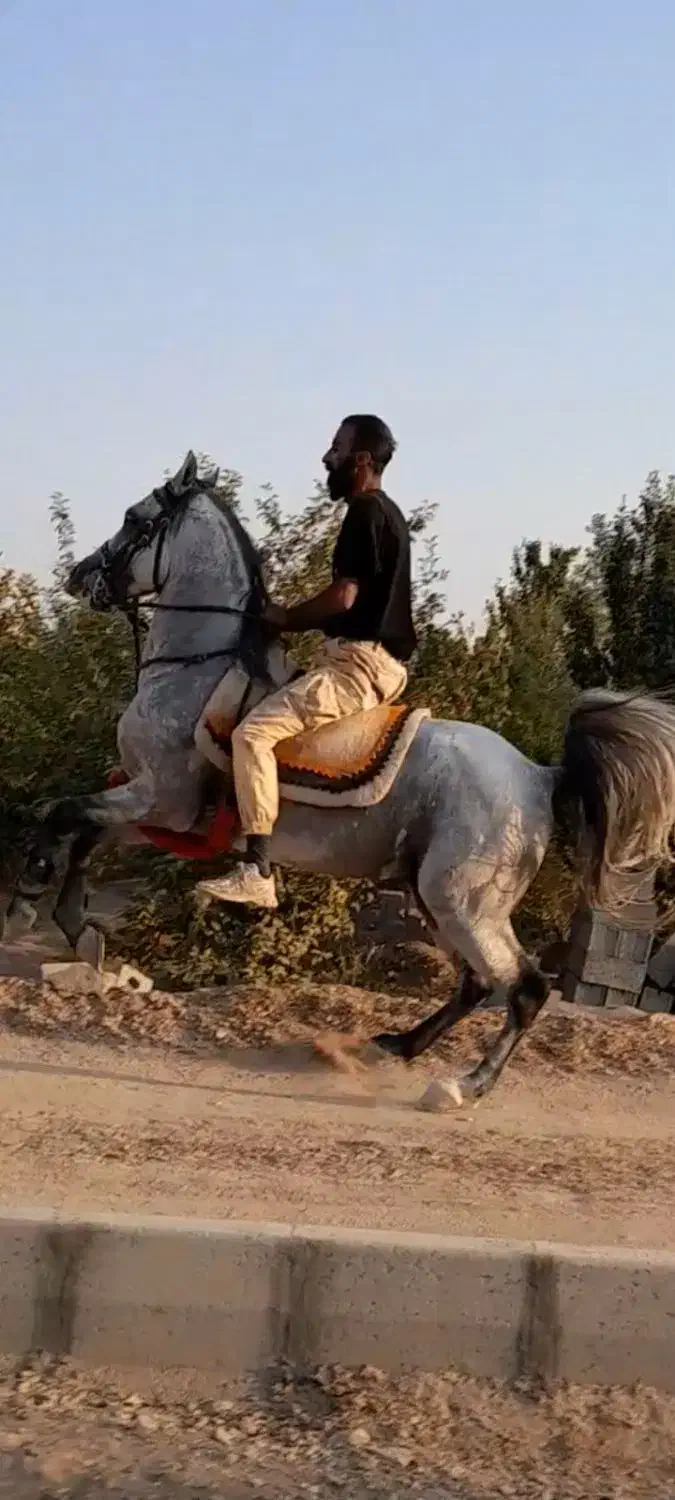 نریان زیبا و سواری دار سن ۶به ۷|اسب و تجهیزات اسب‌سواری|خمینی‌شهر, |دیوار