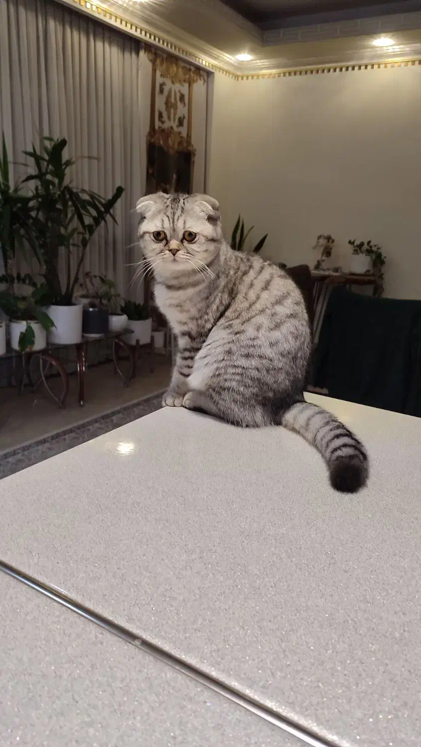 واگذاری گربه اسکاتیش|گربه|کرمانشاه, |دیوار