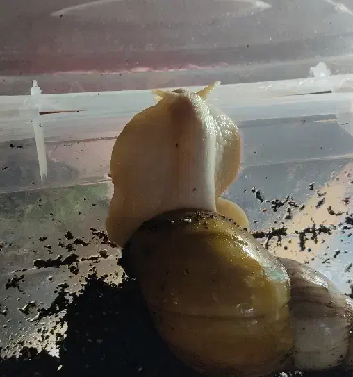 واگذاری و فروش|خزنده|تهران, تهرانپارس غربی|دیوار