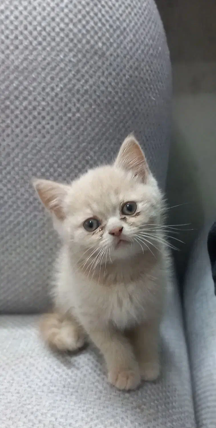 گربه نژاد اسکاتیش پرشین|گربه|مشهد, کوثر|دیوار