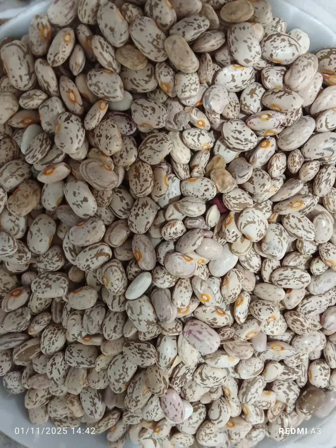 لوبیا چیتی|خوردنی و آشامیدنی|نیشابور, شهرک رضوی|دیوار