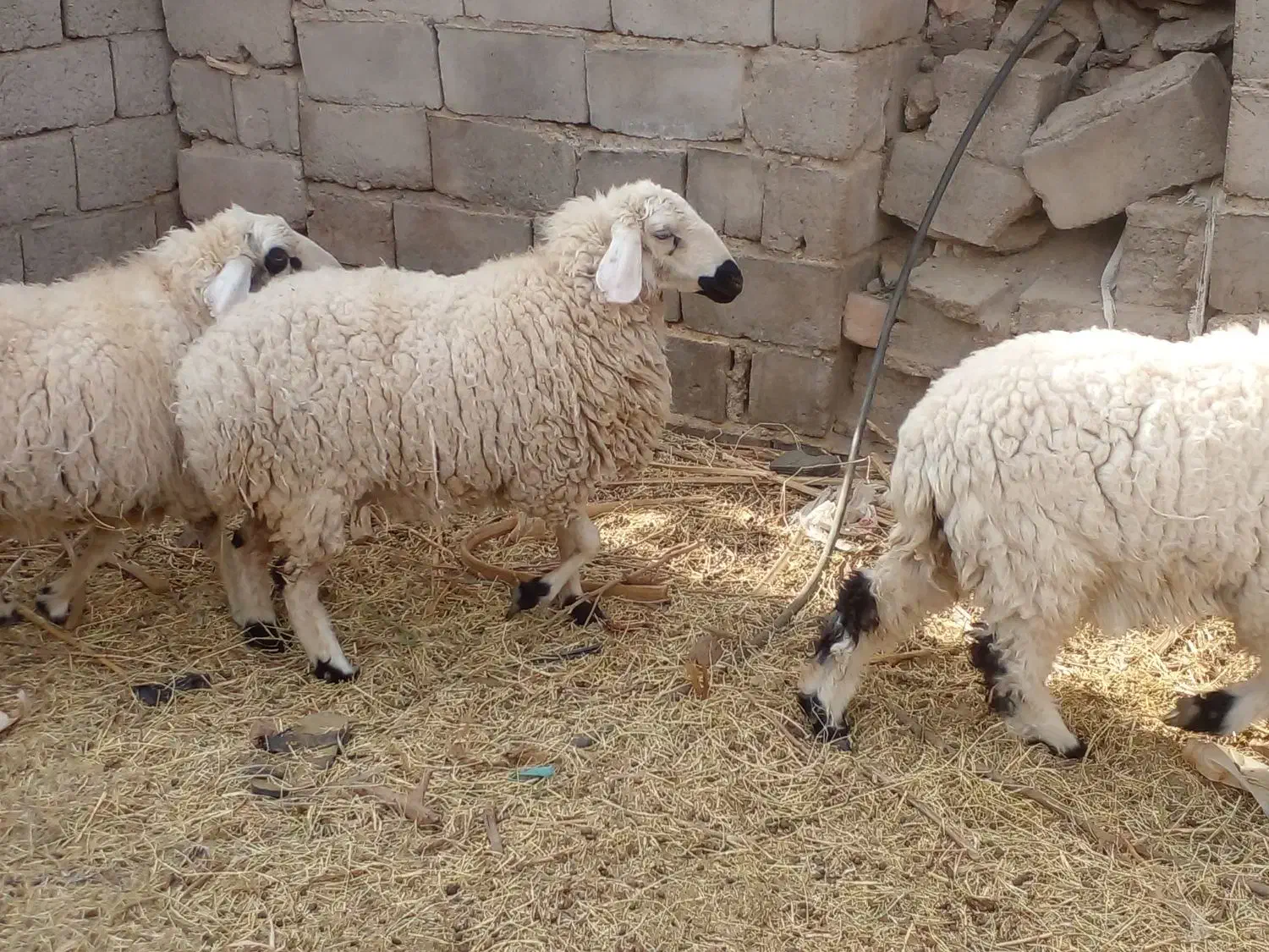 سه تا کاور چاق با یه نری چاق گنبکی|حیوانات مزرعه|گنبکی, |دیوار