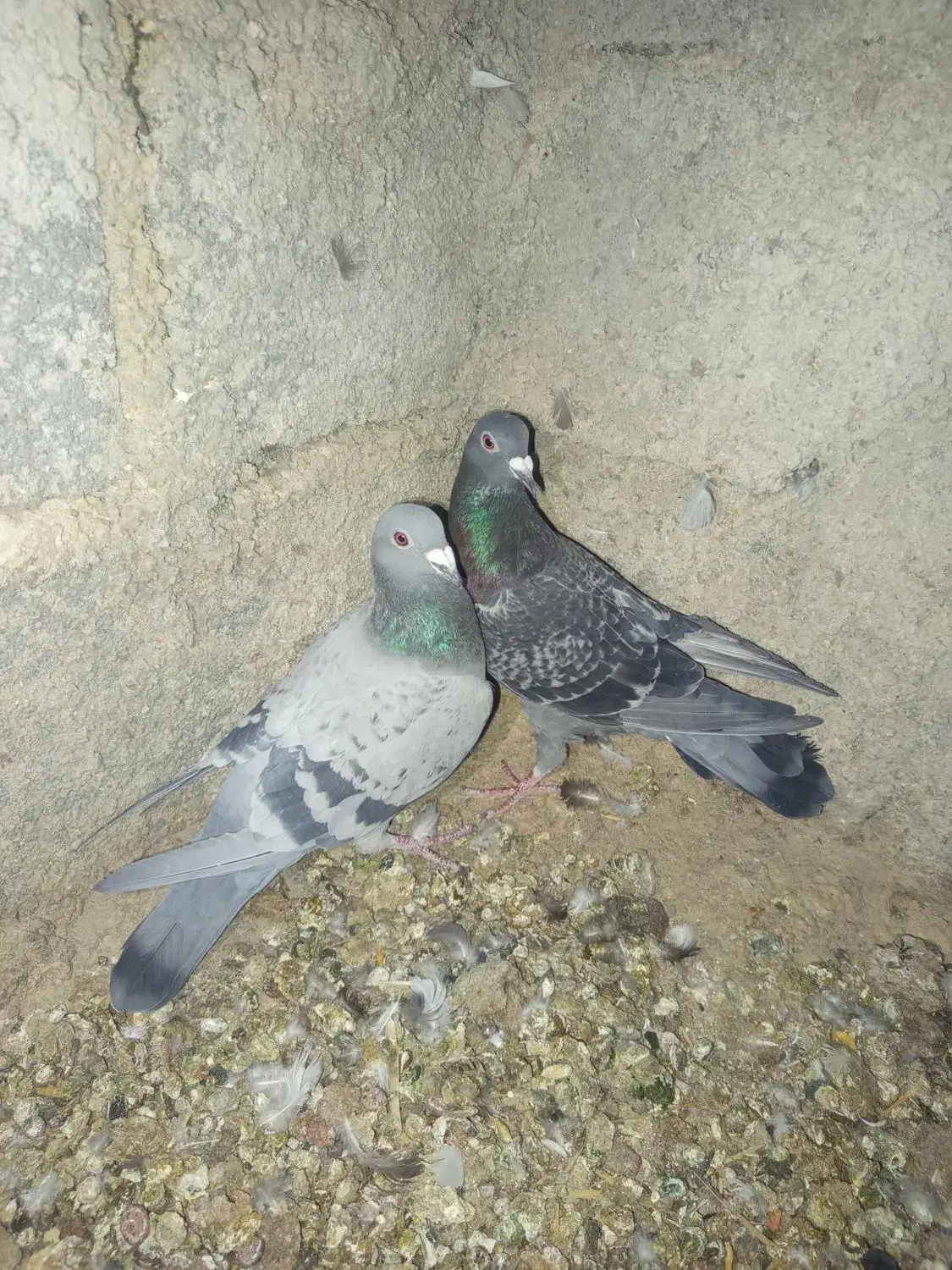 چن تا کفتر بهبهانی فروشی یا معامله دارم|پرنده|خرم بید, |دیوار