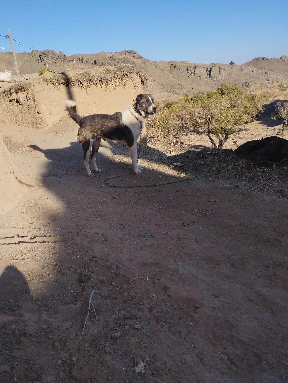 سگ گله|سگ|قائن, |دیوار