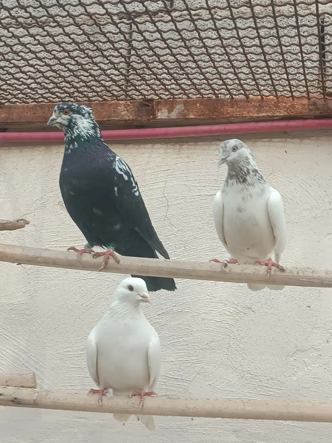 کفتر|پرنده|شهریار, رضی آباد بالا|دیوار