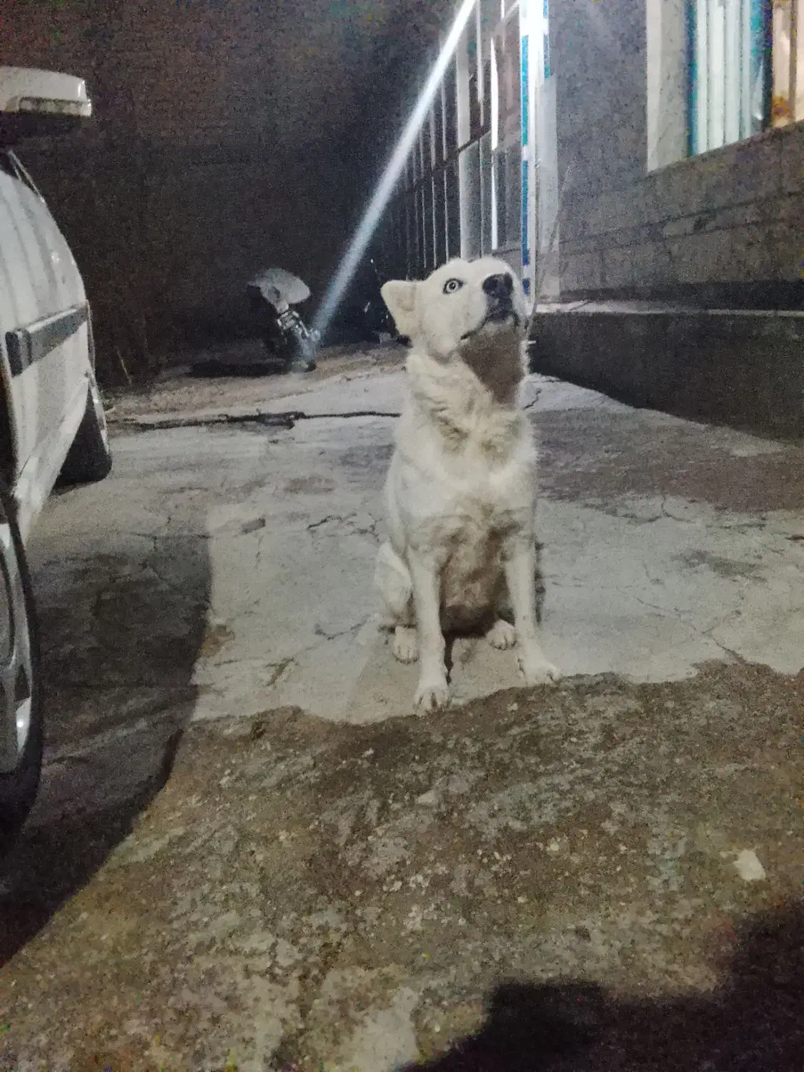 سگ هاسکی|سگ|اصفهان, گورتان|دیوار