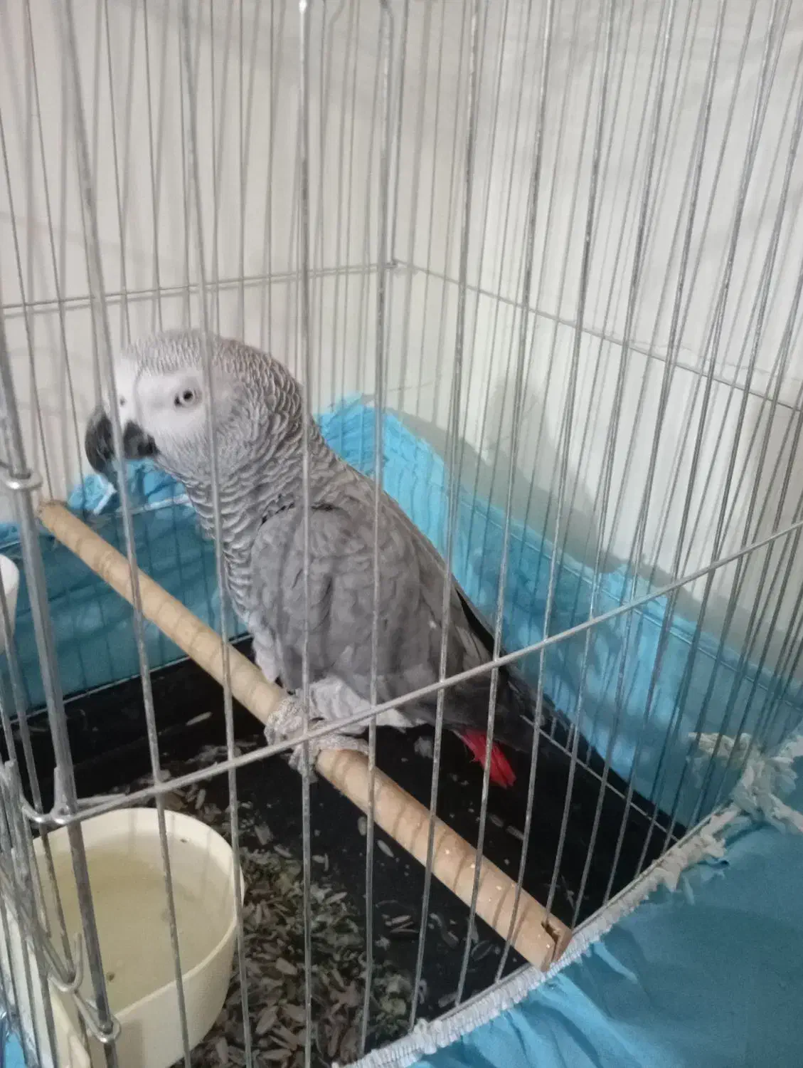 کاسکو ۷ساله نر صحبت کن|پرنده|کرج, کمال‌شهر|دیوار