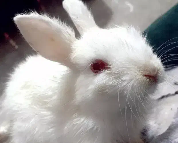 خرگوش|موش و خرگوش|جویبار, |دیوار