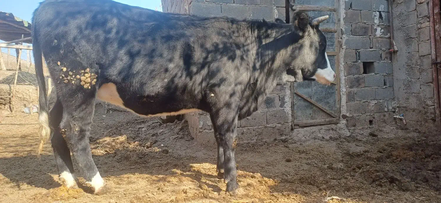 گاو تلیسه ابستن ۲راس|حیوانات مزرعه|دوزین, |دیوار