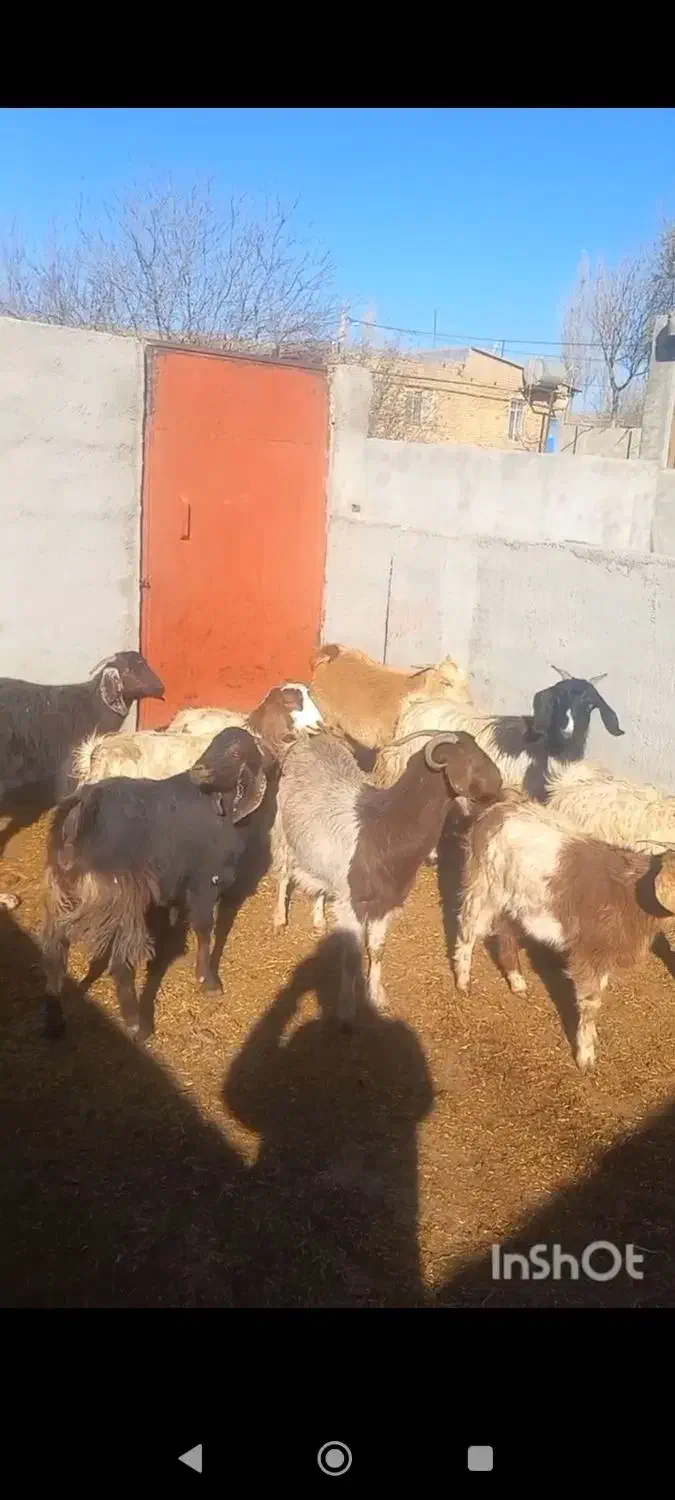 بز اوست|حیوانات مزرعه|سمنان, |دیوار