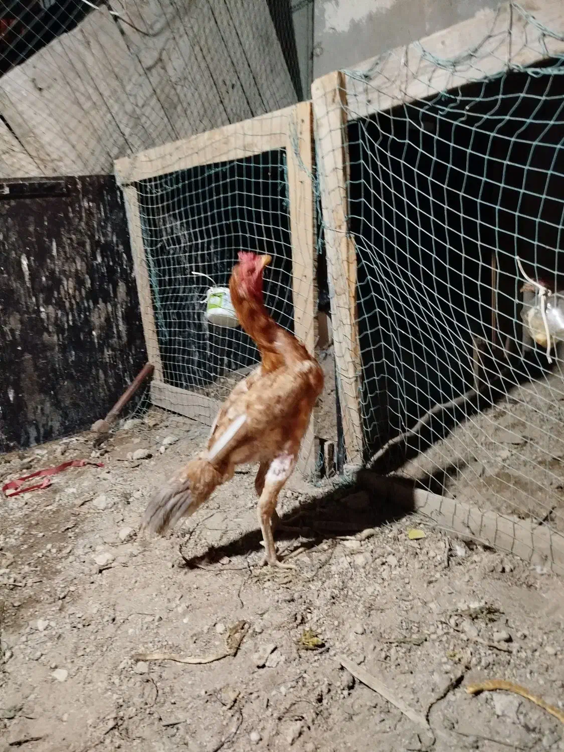 فروشی خروس لاری|حیوانات مزرعه|کیش, |دیوار